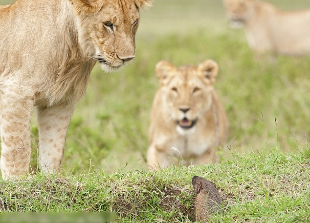 小獴走出地洞再战狮子