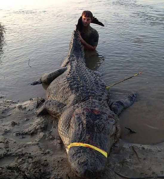 上一季,来自UPS快递公司的司机达斯汀·伯克曼捕获了一头超大鳄鱼,刷新密西西比州的鳄鱼体重和身长纪录,这条鳄鱼身长约4米,体重约330公斤。