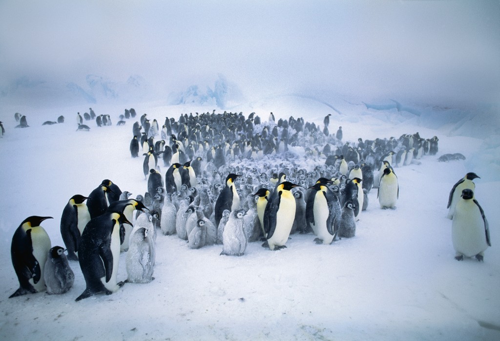 �ϼ��޻ʵ����ϲ������һ�� ����һֻ�ƶ�������Ҳ�ᵼ�����������ŵ���λ��