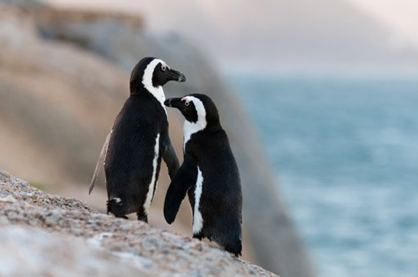 �о���ʾ������в����������Ҫ������ʵ���ܹ����׵ؿ��ƺ�������