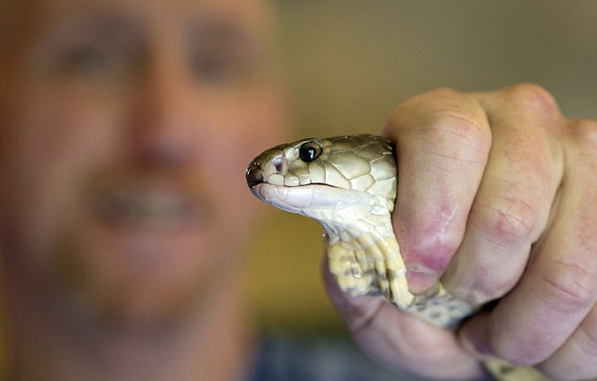 世界上最危险的工作:美国55岁男子每周要徒手取蛇毒上千次