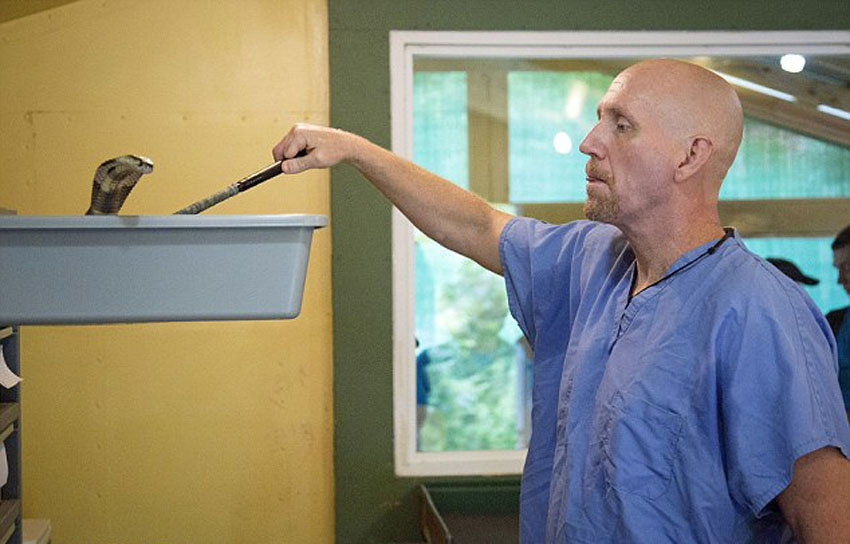 世界上最危险的工作:美国55岁男子每周要徒手取蛇毒上千次