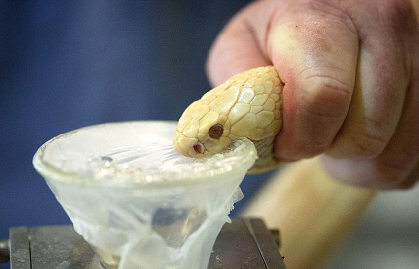 世界上最危险的工作:美国55岁男子每周要徒手取蛇毒上千次