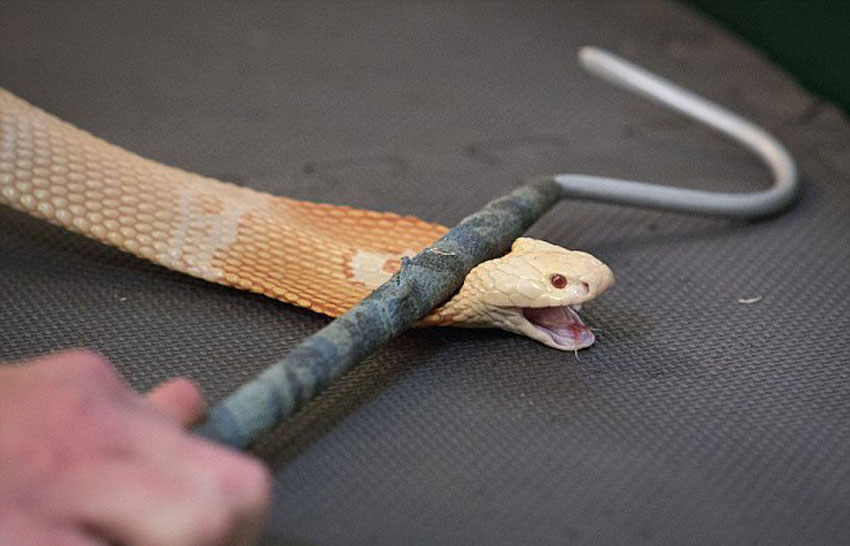 世界上最危险的工作:美国55岁男子每周要徒手取蛇毒上千次