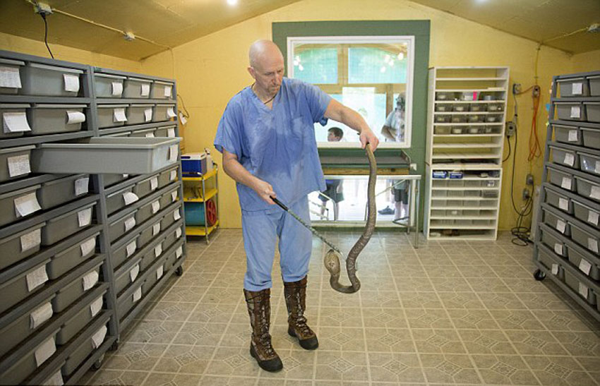 世界上最危险的工作:美国55岁男子每周要徒手取蛇毒上千次