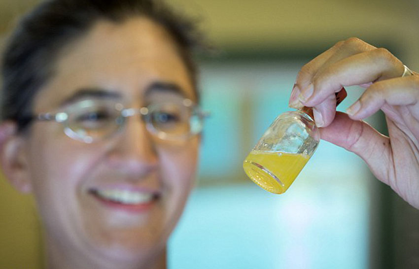 世界上最危险的工作:美国55岁男子每周要徒手取蛇毒上千次