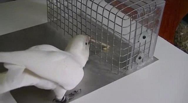 最新研究显示,美冠鹦鹉会向“同类前辈”学习制造木制工具的技能,巧妙地获取食物。