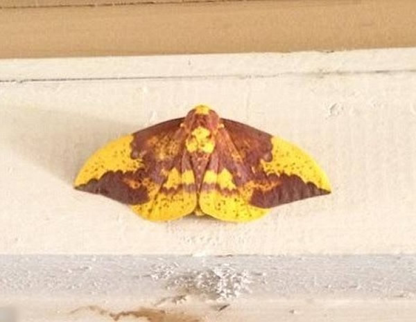 �������ݵ۶걳����������Ү�����ͼ��