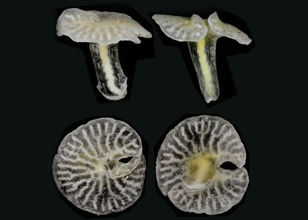 澳洲深海发现蘑菇状史前生物 相信是6亿年前已绝种的生物