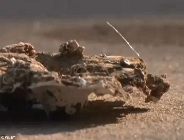 美国密西西比州同一地点不同时间发现“大脚怪”踪迹