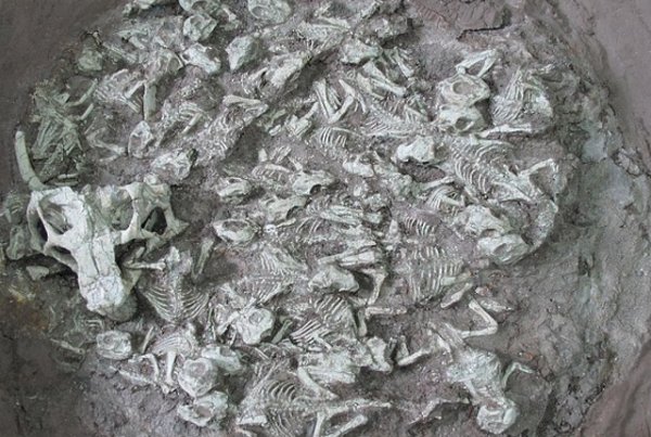 研究发现恐龙也有专门的保姆角色来看护幼龙