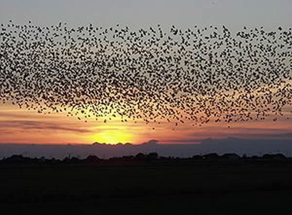 用线性分散模型描述八哥飞行线路变更