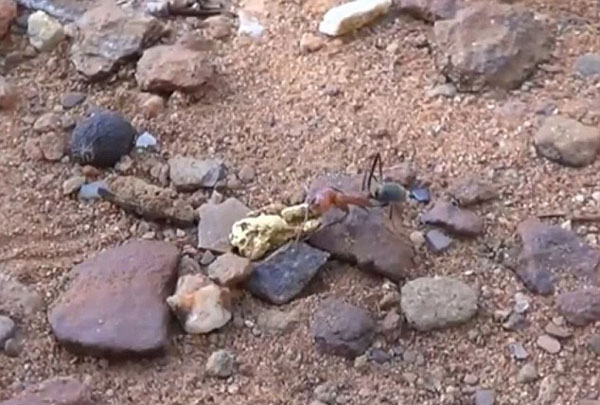 �Ĵ���������͵Ѱ�����ҵ��Ľ��