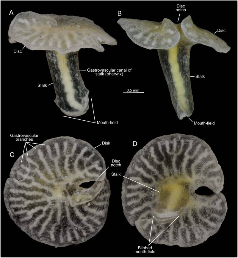 澳大利亚海域发现的蘑菇形状生物可能“彻底改写生命进化树”