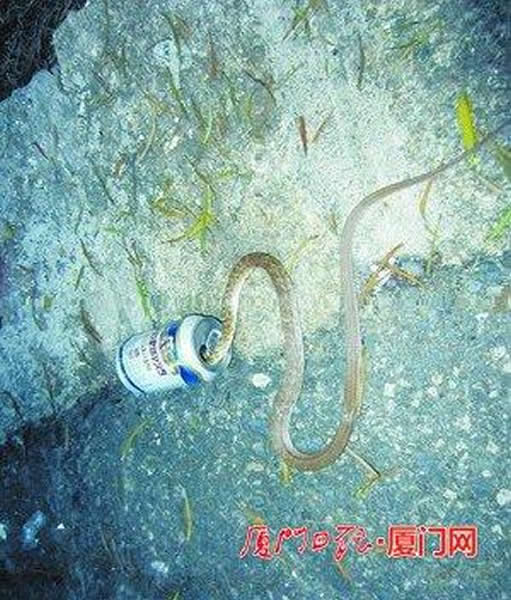草花蛇钻进啤酒罐被困死