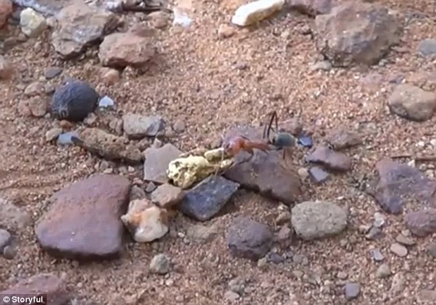 食肉蚁要“偷”走澳洲寻宝者找到的黄金