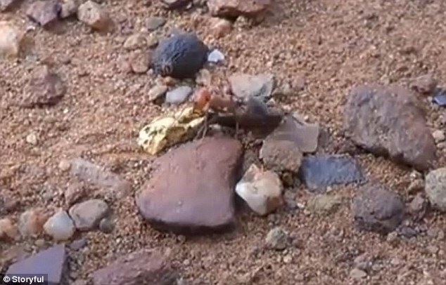 食肉蚁要“偷”走澳洲寻宝者找到的黄金