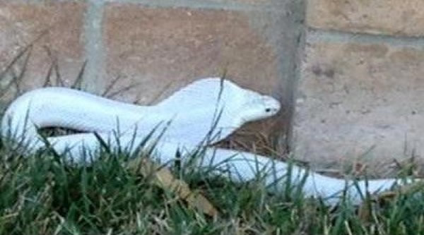 美国南加州白化眼镜蛇失踪数日被寻回