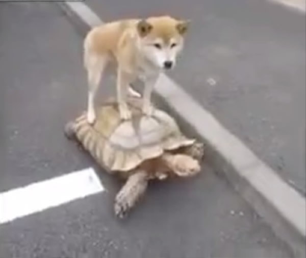 �ձ�һֻ��Ȯվ�ڴ��ڹ걳�ϴ˳�糵��