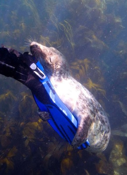 Ӣ����Ӱʦ������Ⱥ��Ǳˮ����һͷ�ɰ�С������ס��Ь���Ϸ���