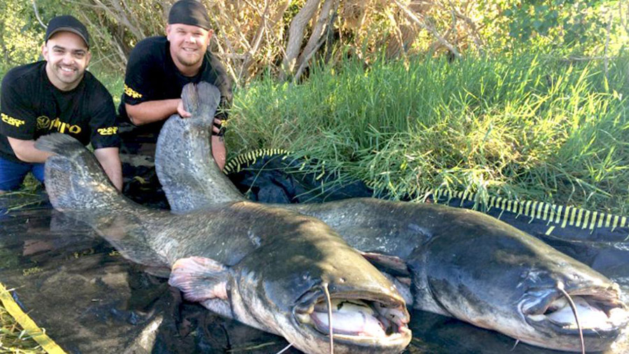 两名德国男子在西班牙埃布罗河20分钟捕获2条巨大鲇鱼