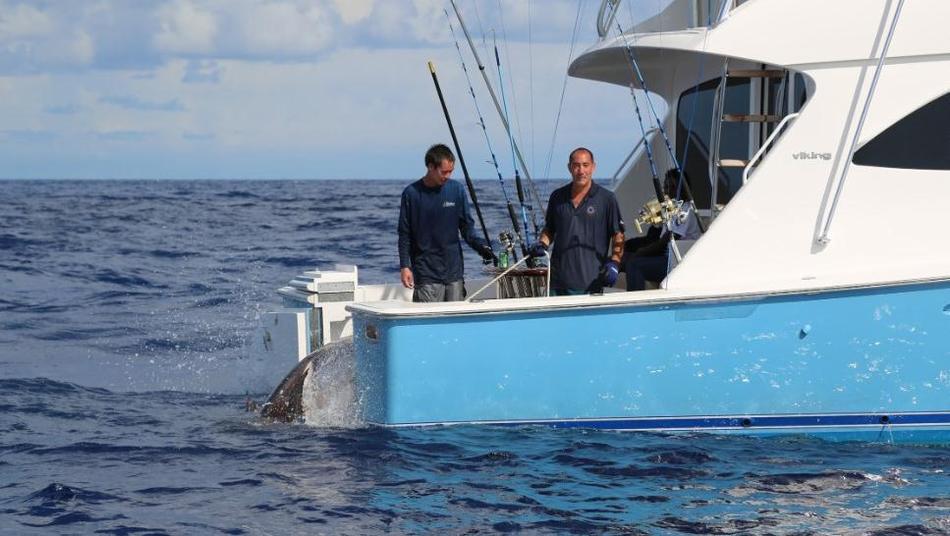 美国17岁少年在佛罗里达海岸捕到一条重达314公斤的剑鱼