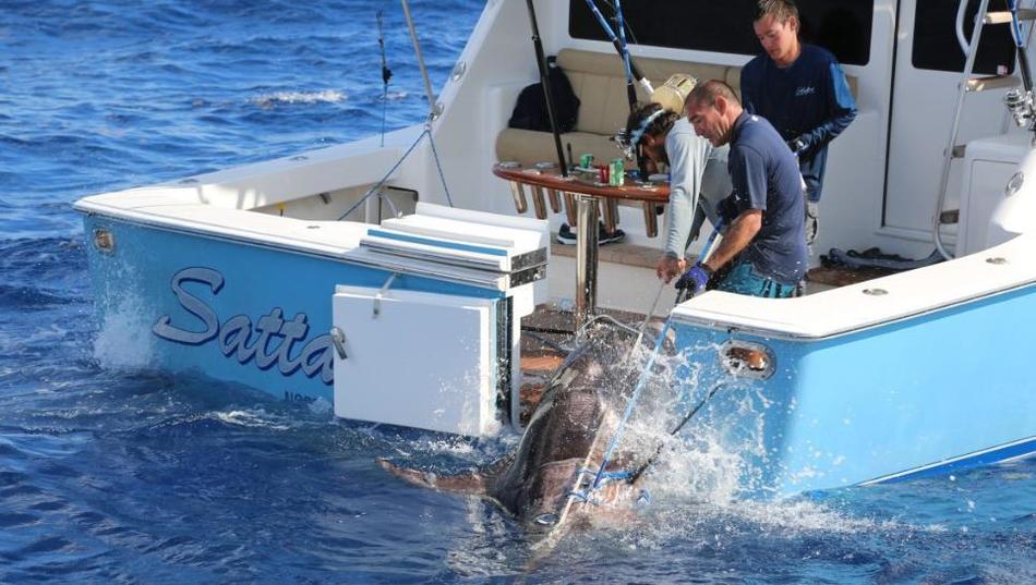 美国17岁少年在佛罗里达海岸捕到一条重达314公斤的剑鱼