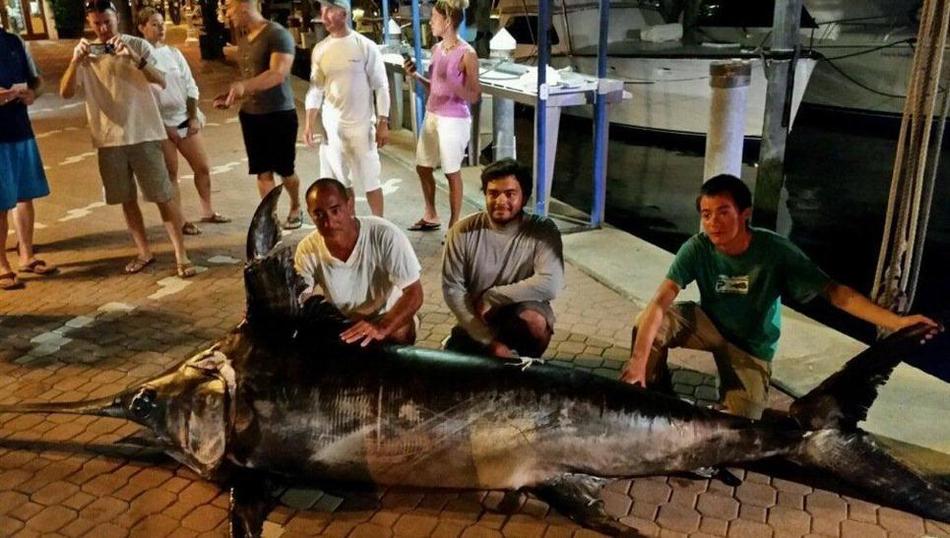 美国17岁少年在佛罗里达海岸捕到一条重达314公斤的剑鱼