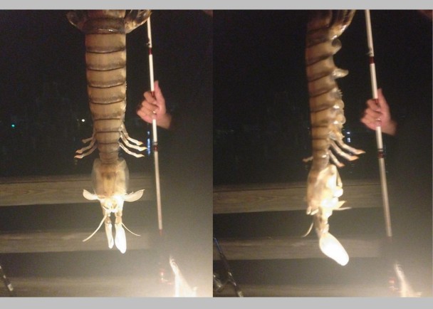 ������������ݵ���һֻ��������Ϻ�ľ��ͼ׿��ද��