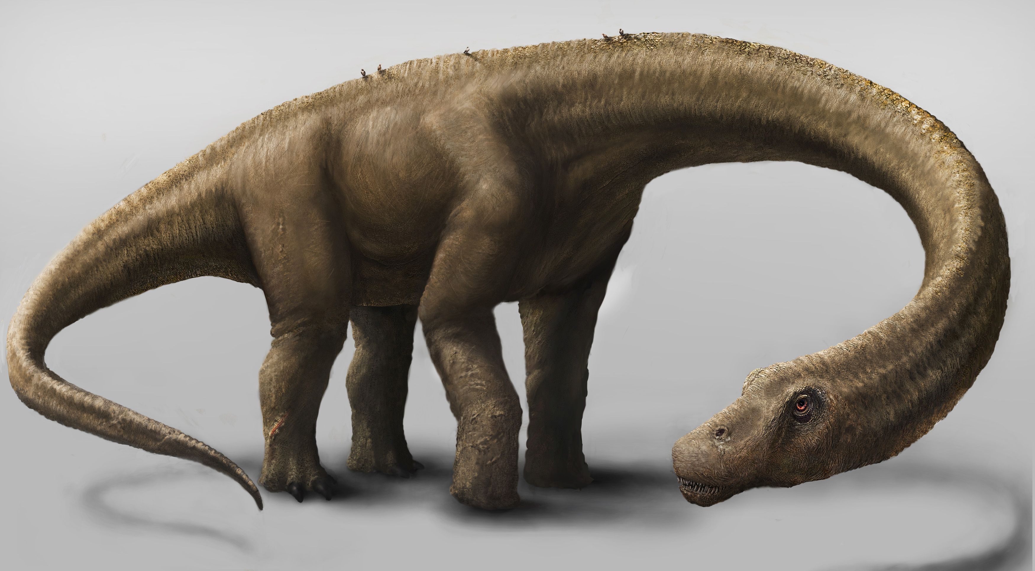 ʩηDreadnoughtus schraniԭͼ