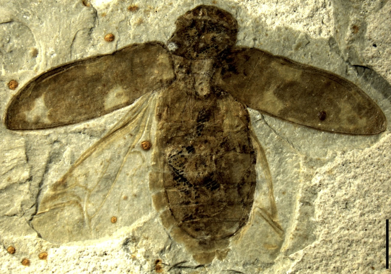 最古老伪吉丁化石