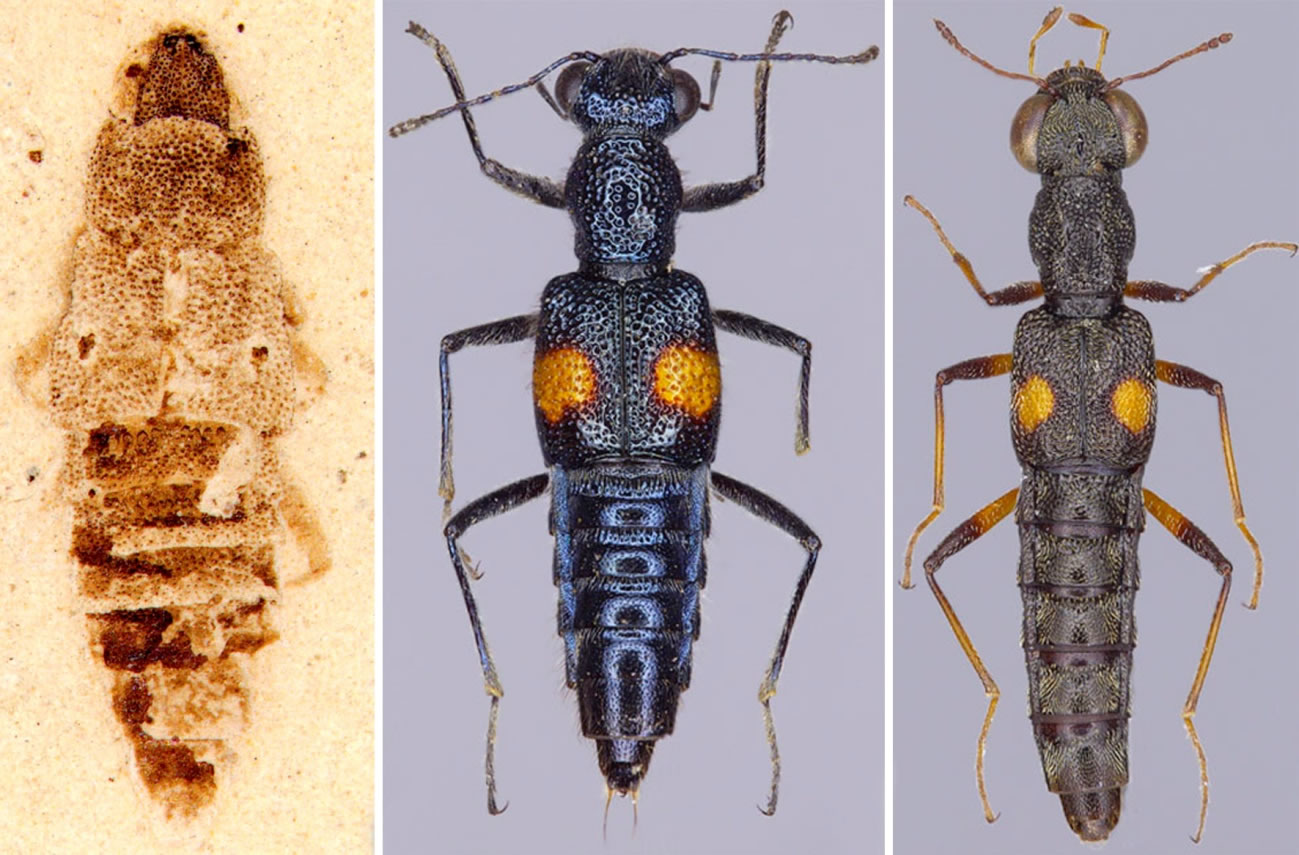 化石突眼隐翅虫Eocenostenus(左)和现生束毛隐翅虫属(中)、突眼隐翅虫属(右)对比