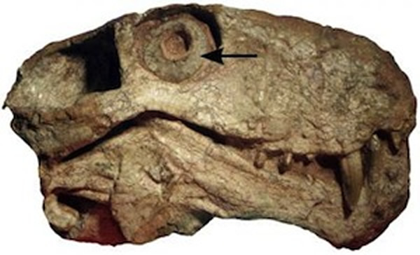 哺乳动物在远古时期的近亲是一群“夜猫子”