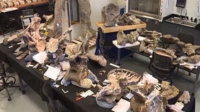 阿根廷发现比波音747客机还重的7700万年前“无畏龙”化石