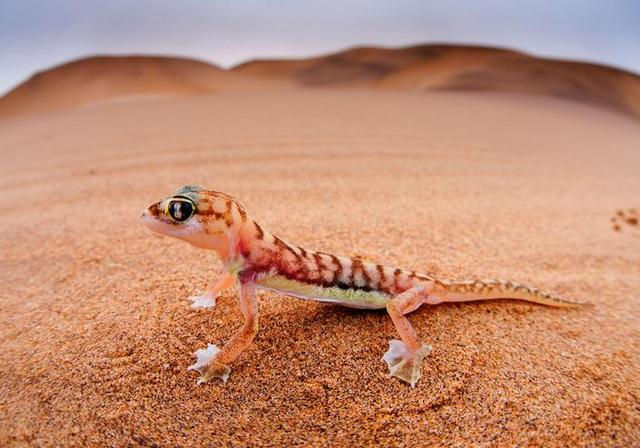 蜥蜴、黑猩猩和狗等动物都成为人类探索太空的无名英雄