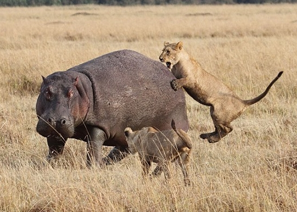 狮子群起攻击河马