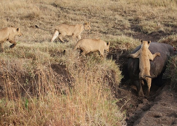 河马被狮子迫得掉进一处泥泞