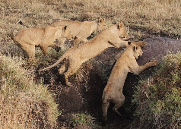 狮子穷追不舍,扑上河马背部。