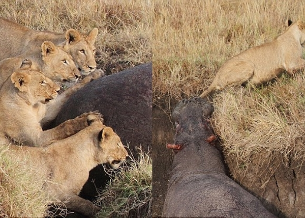 狮子面对河马的厚皮显得束手无策,其后还遭河马反击。
