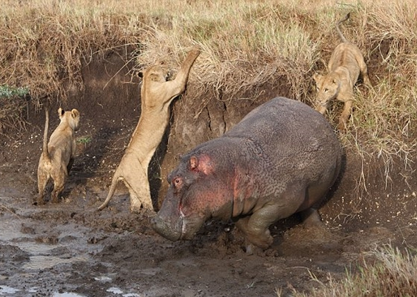 在泥泞中,狮子的动作变得甚为笨拙。