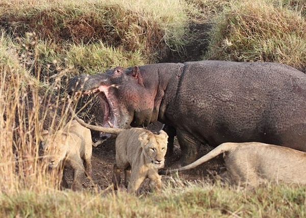 河马终把狮子吓退,避过成为狮子的晚餐。