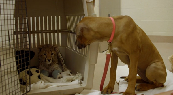 美国动物园小猎豹要进行手术 好友罗德西亚背脊犬在一旁静静守候