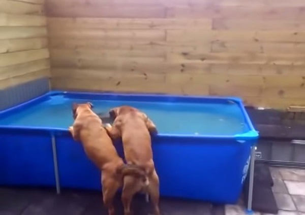 2只斗牛犬合作无间,一起把水底的轮胎咬出。