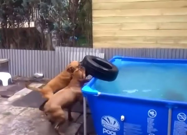 它们同心协力终于咬出心爱的玩具