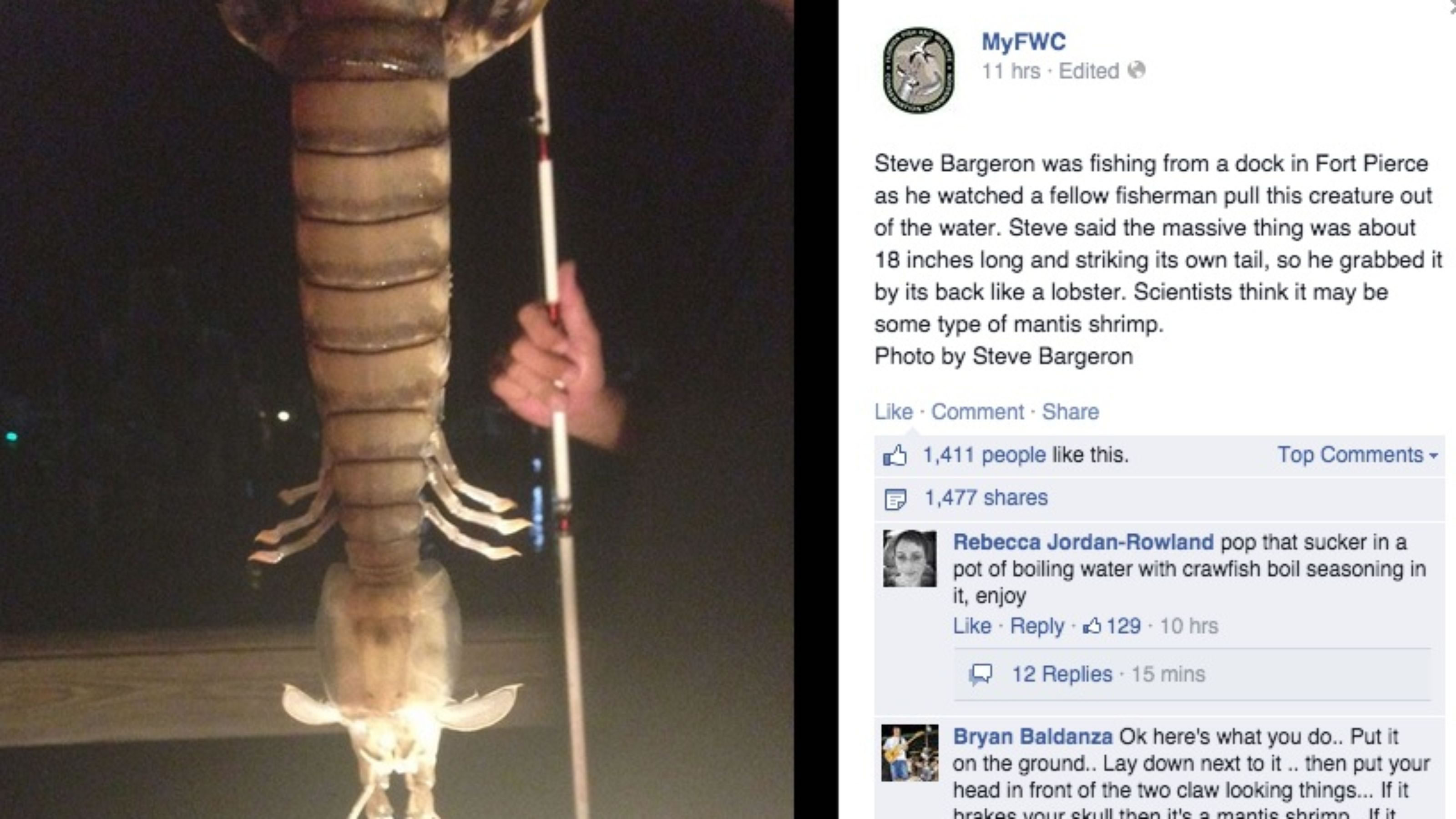 美国佛罗里达州渔民钓到长达46公分的巨无霸螳螂虾