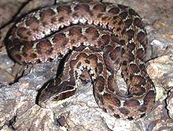 沈阳男子山上抓回一条岩栖蝮当宠物养 6岁女儿惨被毒蛇咬昏迷