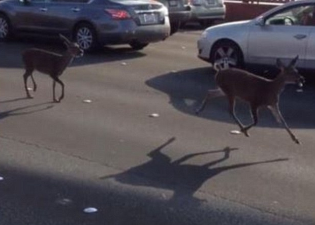 2ֻС¹Ŵ Ը̱ͨСʱ