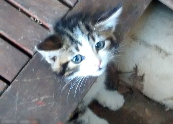 Ӣ��һֻ����èͷ����԰ľ����������Ԯ