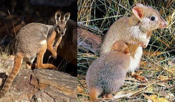 WWFָҴ()Ͳԭ()ڱΣԵ