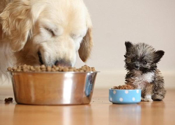 ̩��(��)��ιʳ�����Ӷ�Ҫ����С�ŵ�